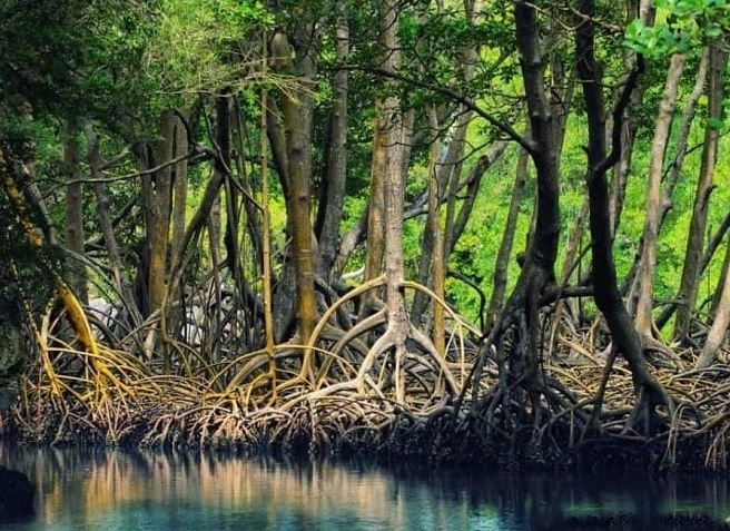 Khu Du Lịch Sinh Thái Rừng Ngập Mặn Xã Đại Hợp Khu Du Lịch Sinh Thái Rừng Ngập Mặn Xã Đại Hợp