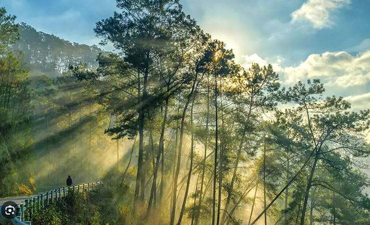 Rừng thông Yên Minh Rừng thông Yên Minh