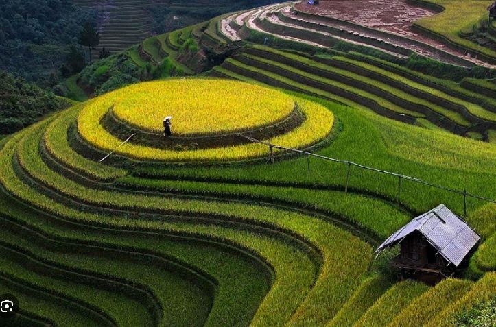 Ruộng Bậc Thang Hoàng Su Phì Ruộng Bậc Thang Hoàng Su Phì